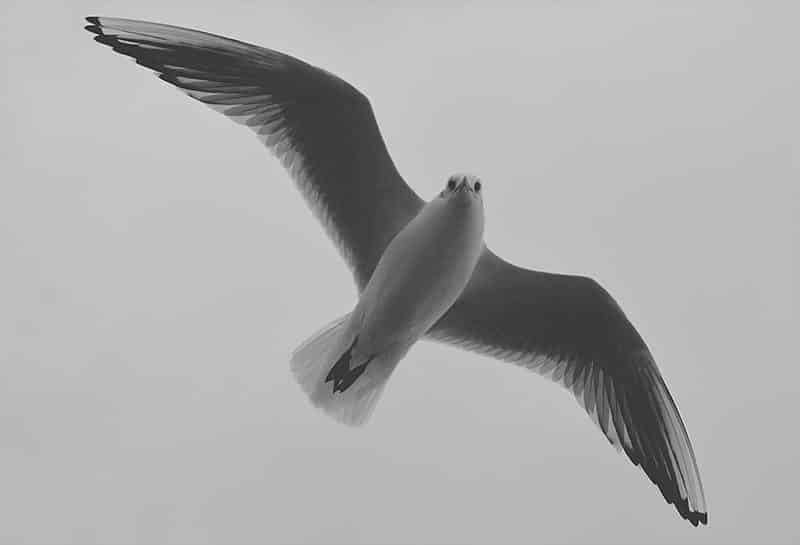 seagull-of-the-north-sea-2257730
