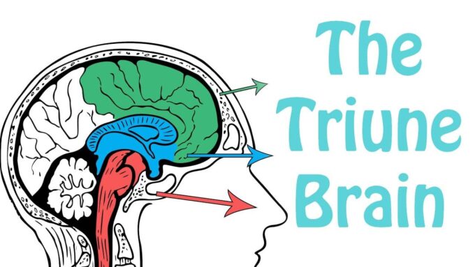 Brain – the Triune Theory – The Zen Universe
