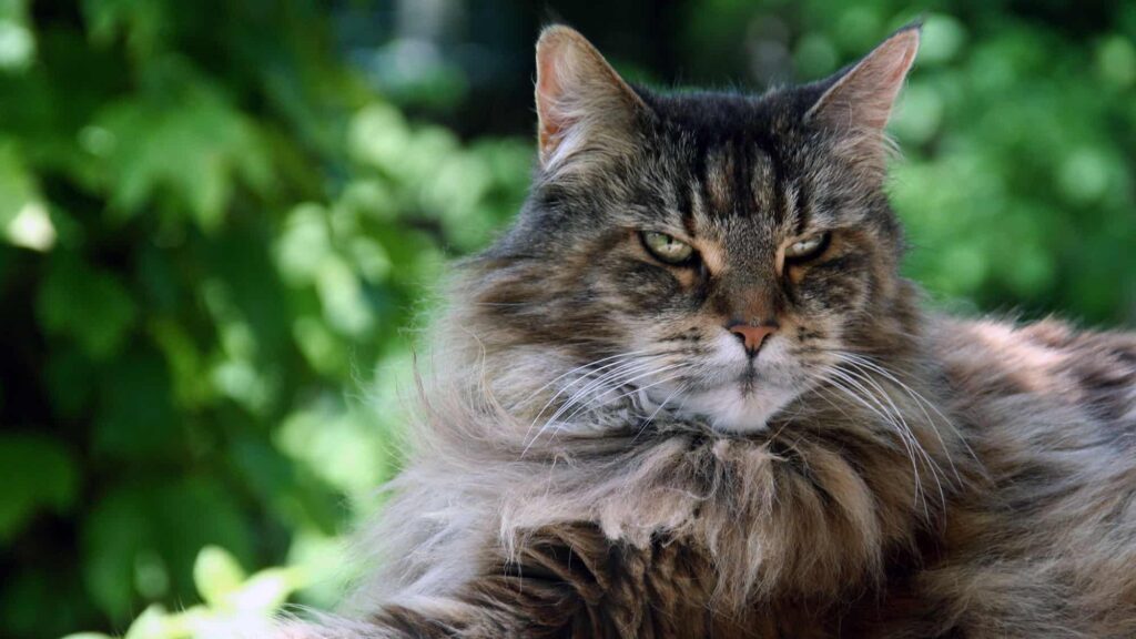 What Makes a Maine Coon Cat Breed So Different - The Zen Universe