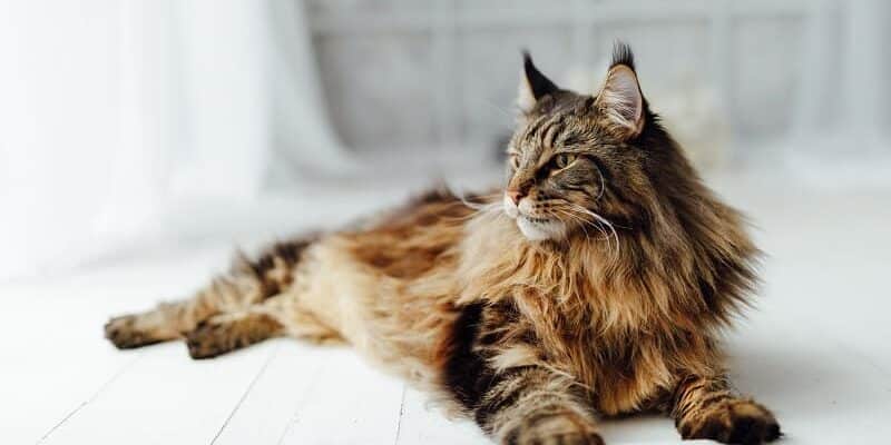 What Makes a Maine Coon Cat Breed So Different - The Zen Universe