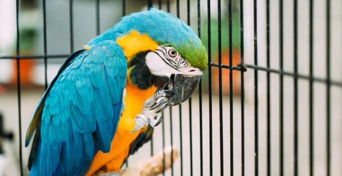 Things Every Pet Owner Should Know About Bird Boarding