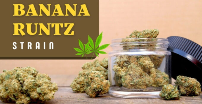 Does Banana Runtz Get You High? Things First-time Users Should Know