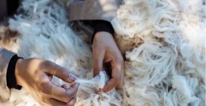 From Sheep to Sweater: Understanding the Wool Supply Chain